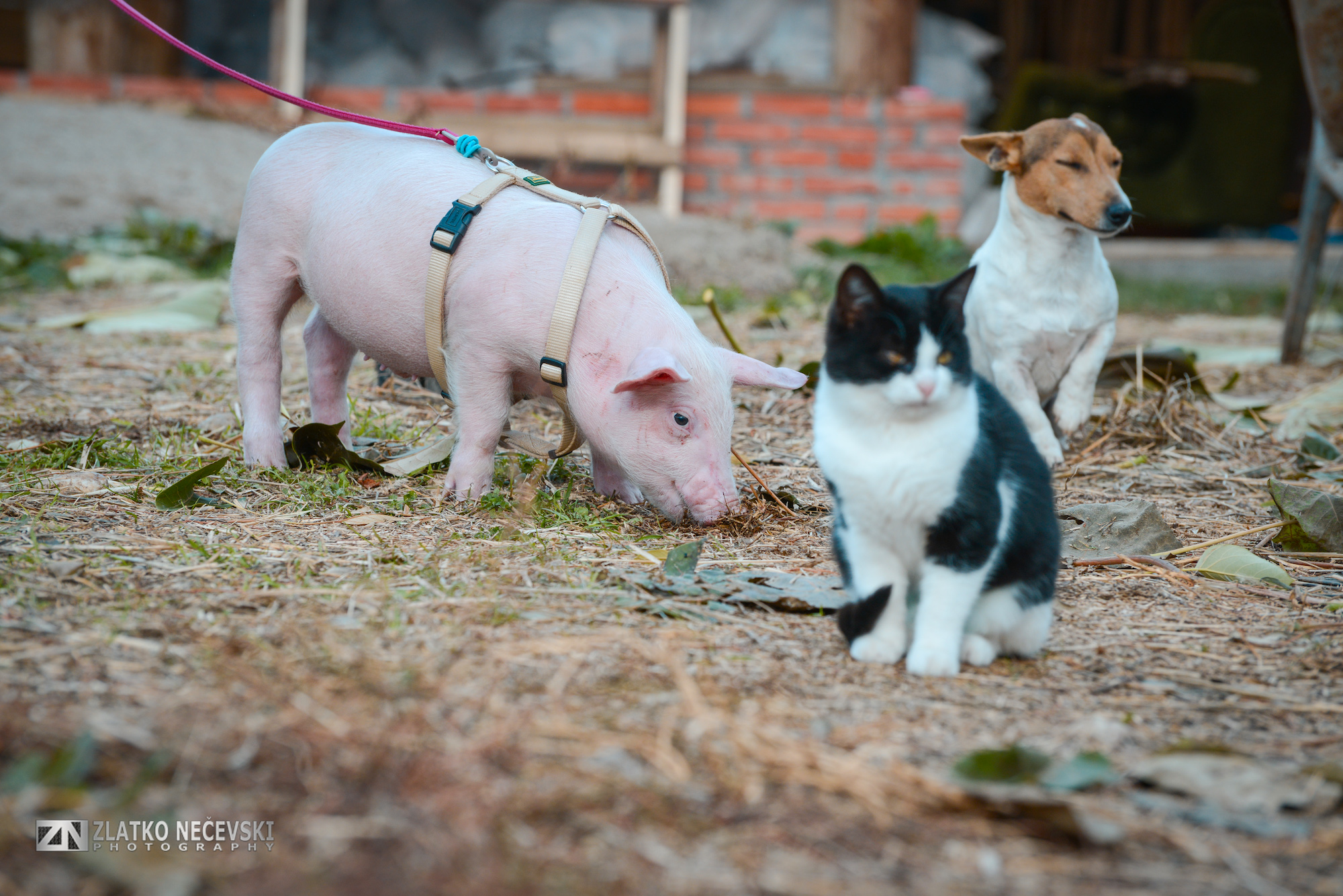 Piglet with a cat and dog